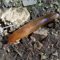 Geomalacus anguiformis