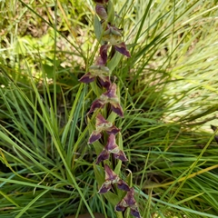 Disperis stenoplectron