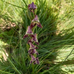 Disperis stenoplectron