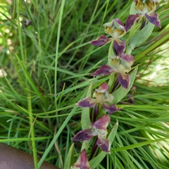 Disperis stenoplectron