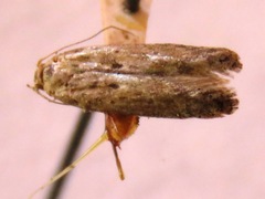 Phthorimaea operculella