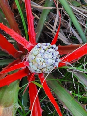 Bromelia serra