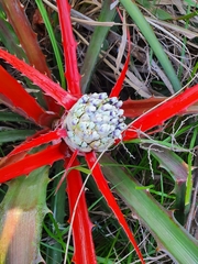 Bromelia serra