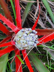 Bromelia serra