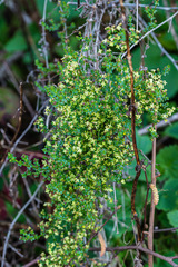 Galium porrigens porrigens