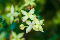 Galium porrigens porrigens