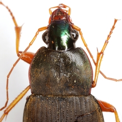 Chlaenius impunctifrons