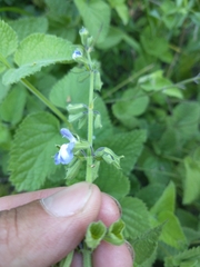 Salvia ovalifolia