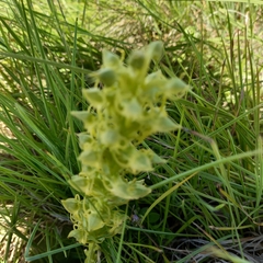 Habenaria lithophila