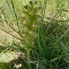 Habenaria lithophila