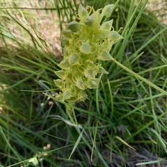 Habenaria lithophila