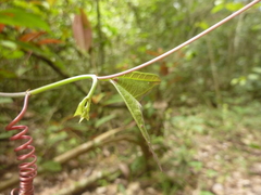 Passiflora vespertilio