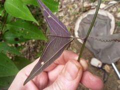 Passiflora vespertilio