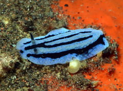 Phyllidiopsis annae