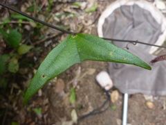 Passiflora vespertilio