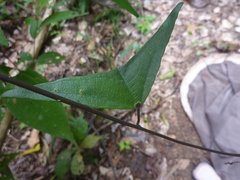 Passiflora vespertilio