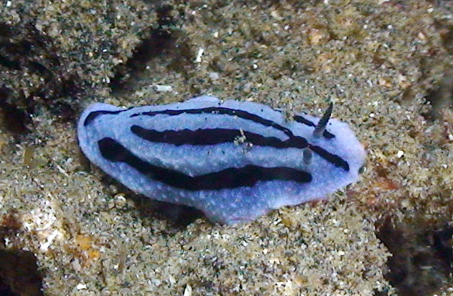 Anne's Phyllidiopsis