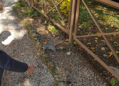 Sciurus carolinensis