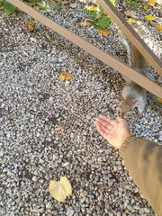 Sciurus carolinensis