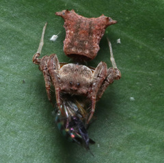Arkys dilatatus