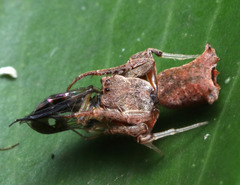 Arkys dilatatus