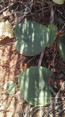 Eriospermum cooperi cooperi