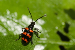 Neolema fasciata
