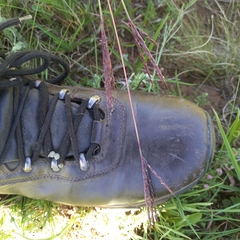 Andropogon appendiculatus