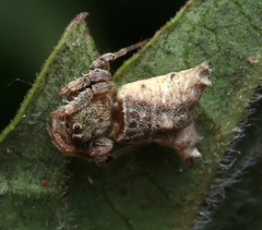 Arkys dilatatus
