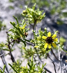 Encelia ventorum