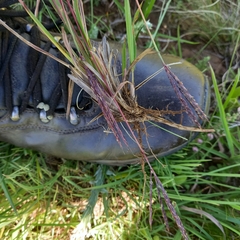 Andropogon appendiculatus