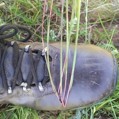 Andropogon appendiculatus