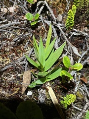 Dichanthelium hillebrandianum