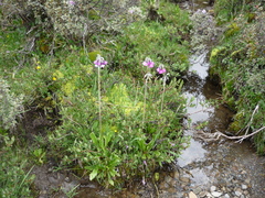 Primula secundiflora