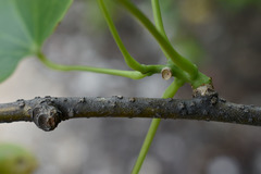 Tinospora smilacina