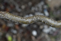 Tinospora smilacina