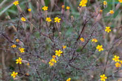 Tagetes subulata