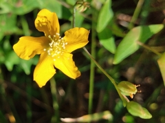Hypericum caprifoliatum