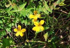 Hypericum caprifoliatum