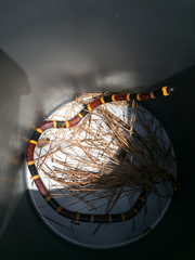 Micrurus tener tener