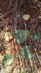 Eriospermum cooperi cooperi