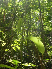 Passifloraceae