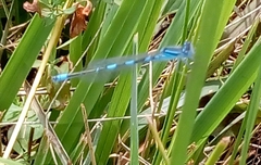 Coenagrion caerulescens