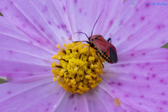 Neocapsus