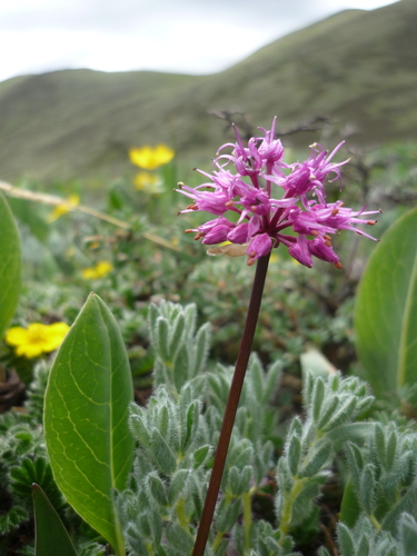 Allium prattii, photograph 1