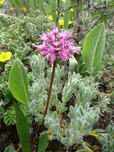 Allium prattii, photograph 2