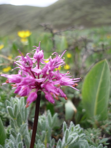 Allium prattii, photograph 3