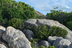 Eugenia reinwardtiana