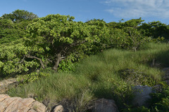 Triodia stenostachya