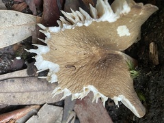 Lactifluus wirrabara